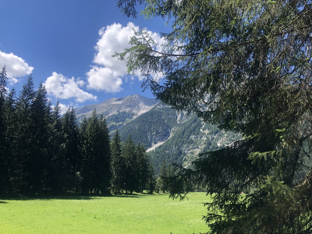 a grassy field with trees and mountains in the background