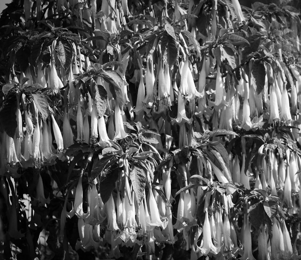 a bunch of white and black feathers