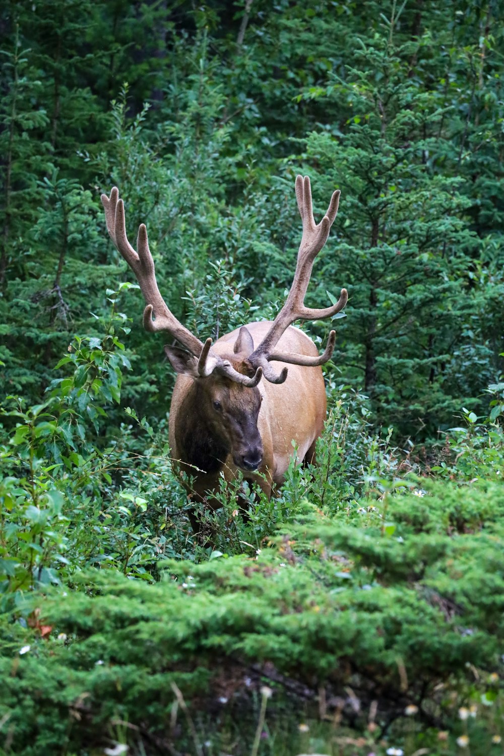 a large elk in the woods