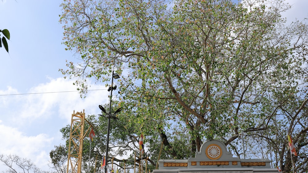 a tree with a building in the background