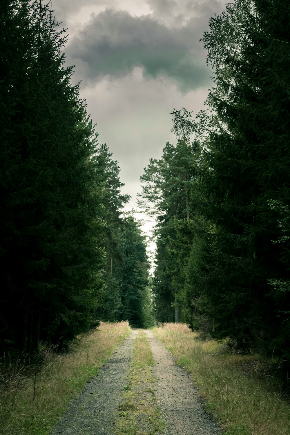 a dirt road surrounded by trees