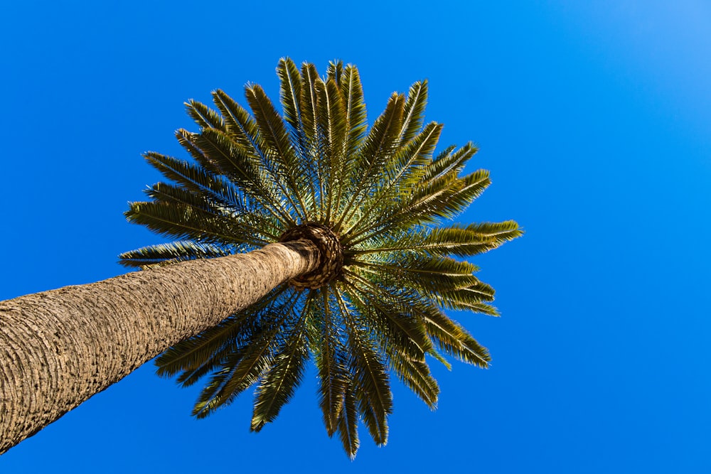 una palmera con cielo azul