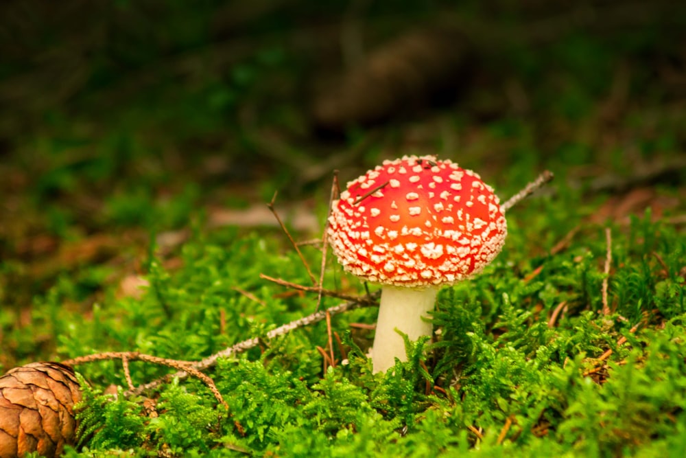 a red and white mushroom