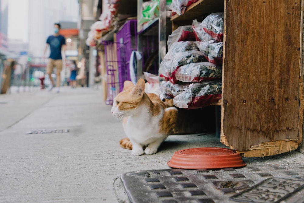 a cat sitting on the sidewalk