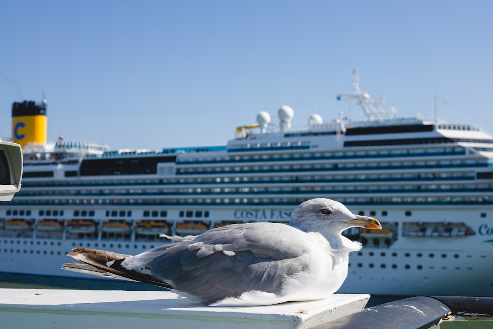 a seagull on a boat