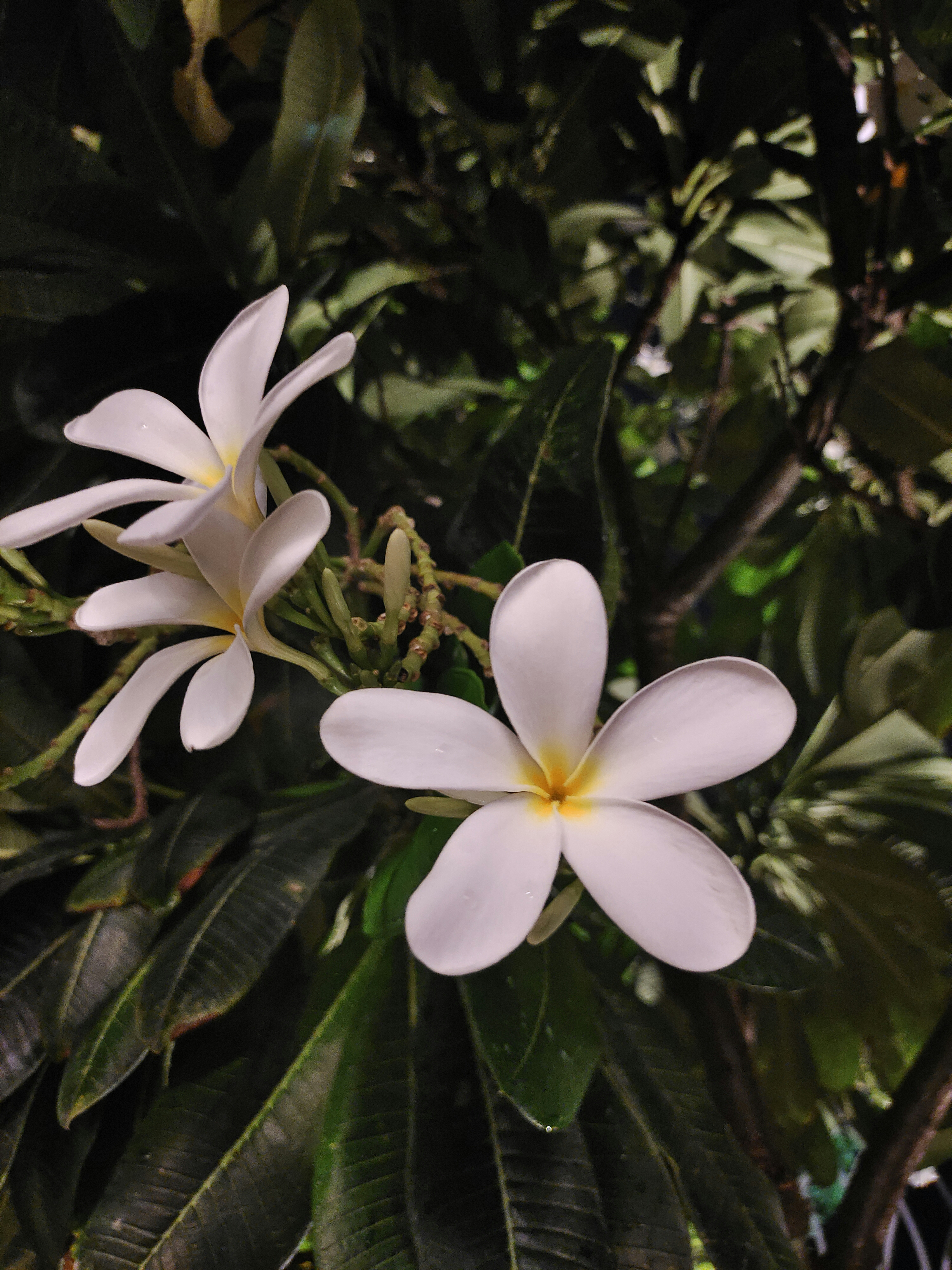 Photo by joshimilestoner