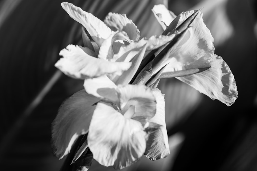 a close up of a flower