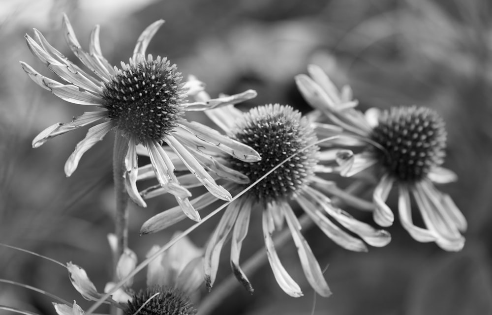 a group of flowers