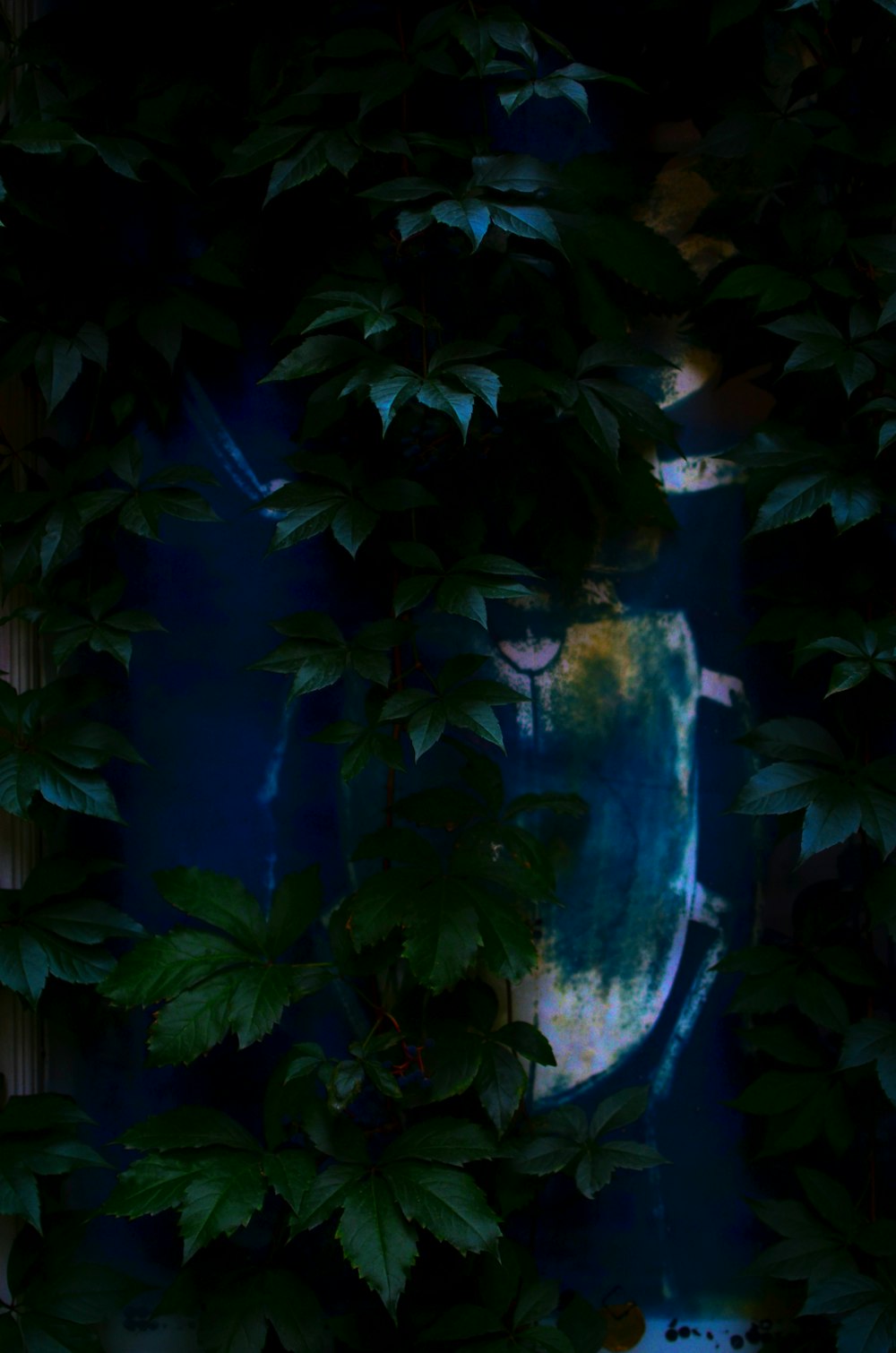 a person's face in a plant