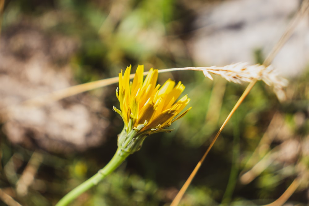 a close up of a yellow flower