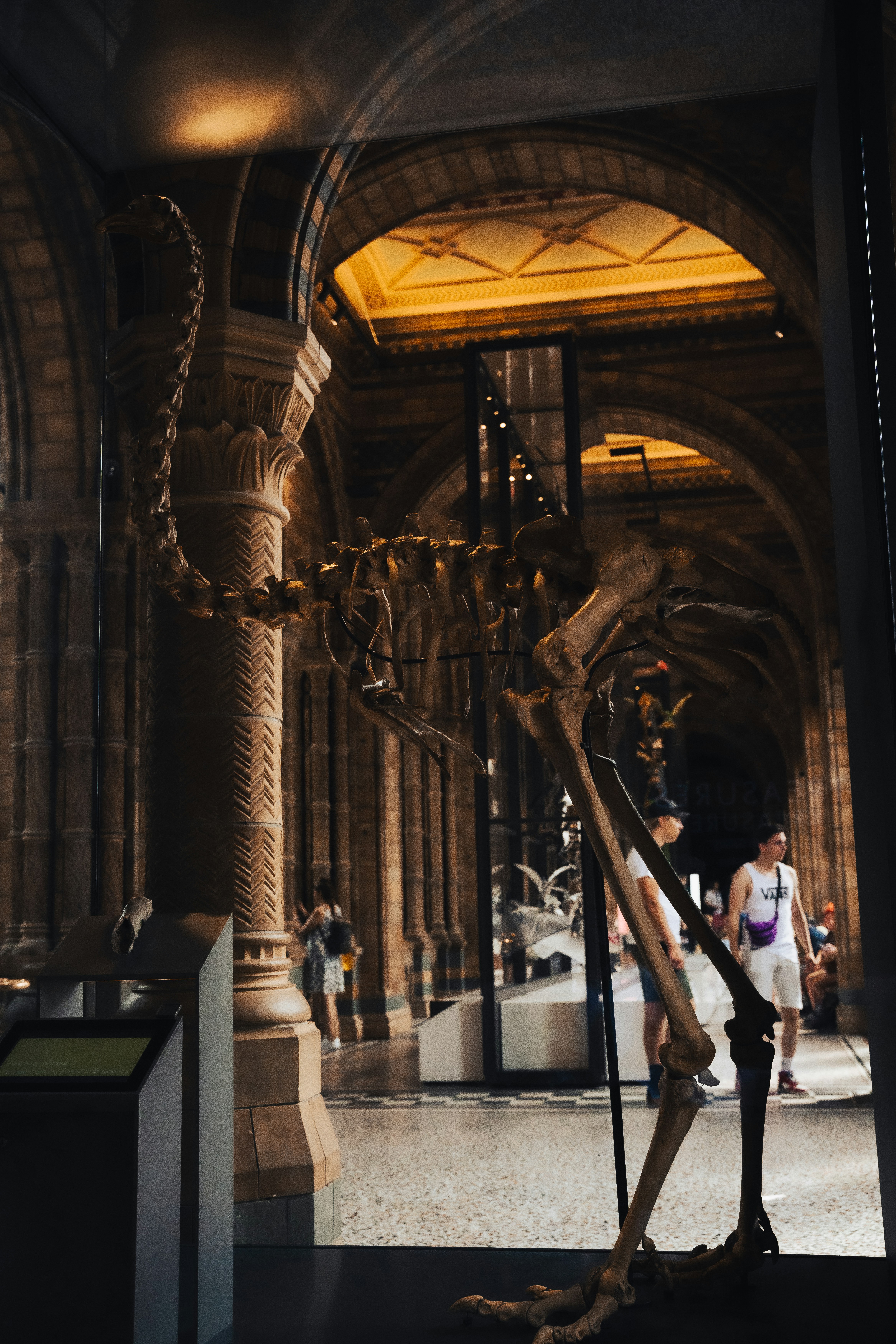 Un esqueleto en un museo