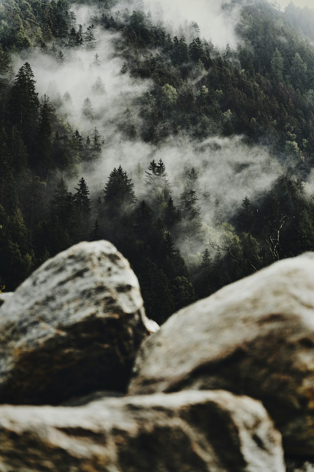 a rocky mountain with trees in the background