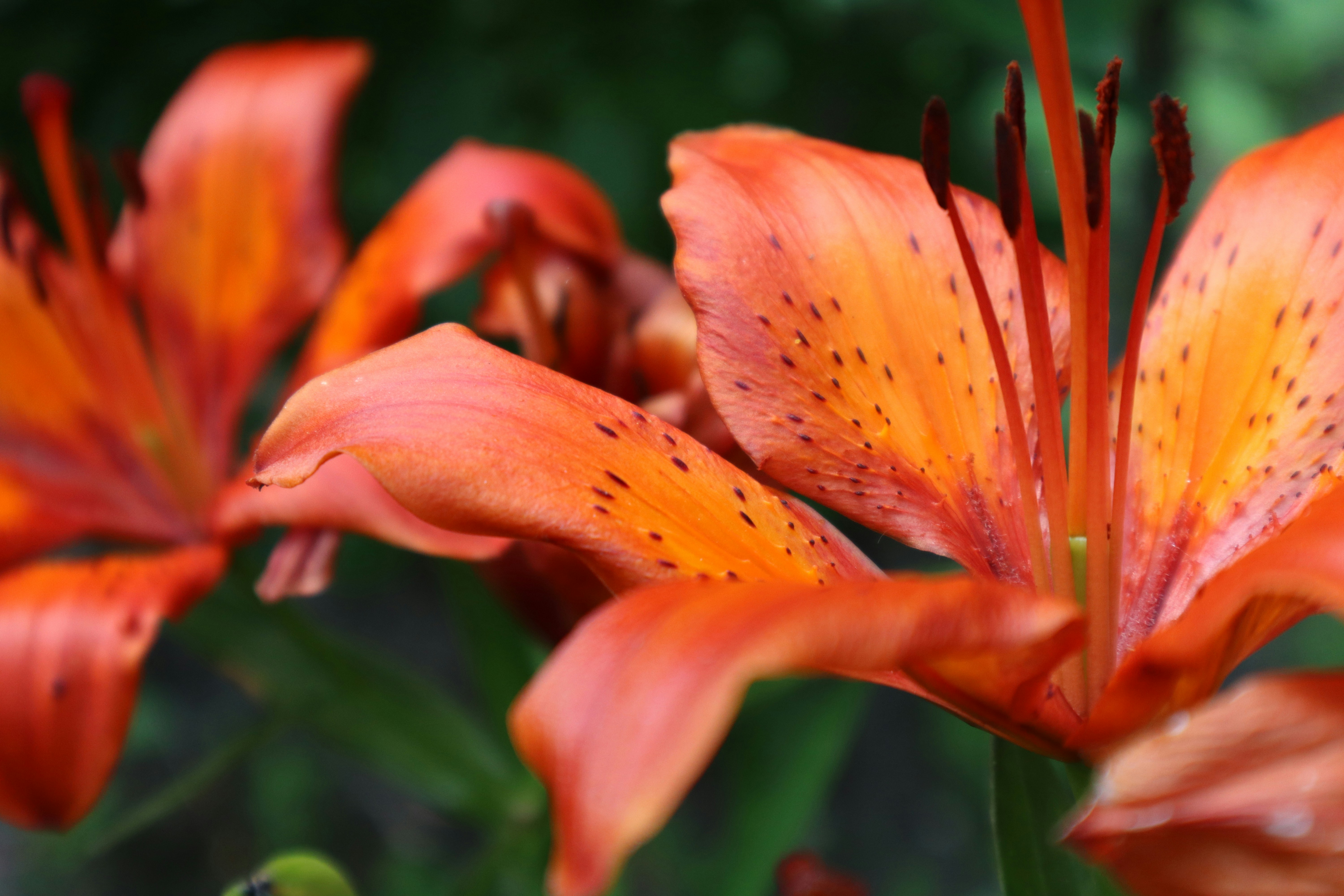 Photo by sophies_mum