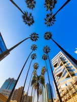a group of palm trees