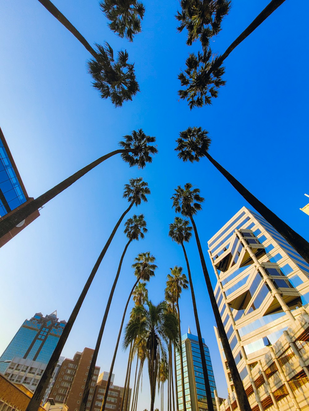 a group of palm trees