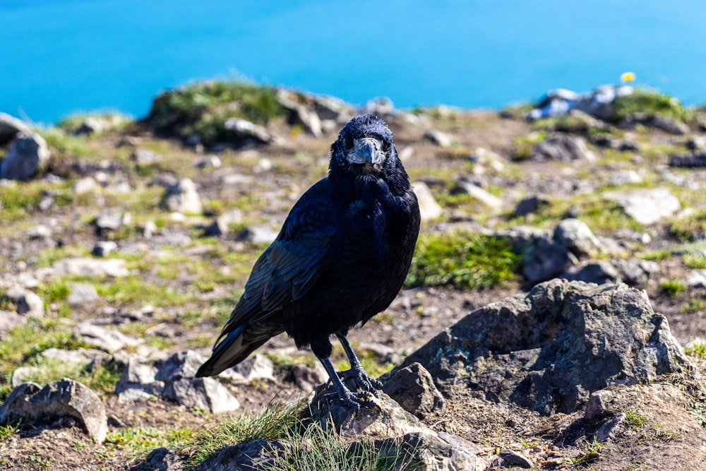 a bird standing on a rock