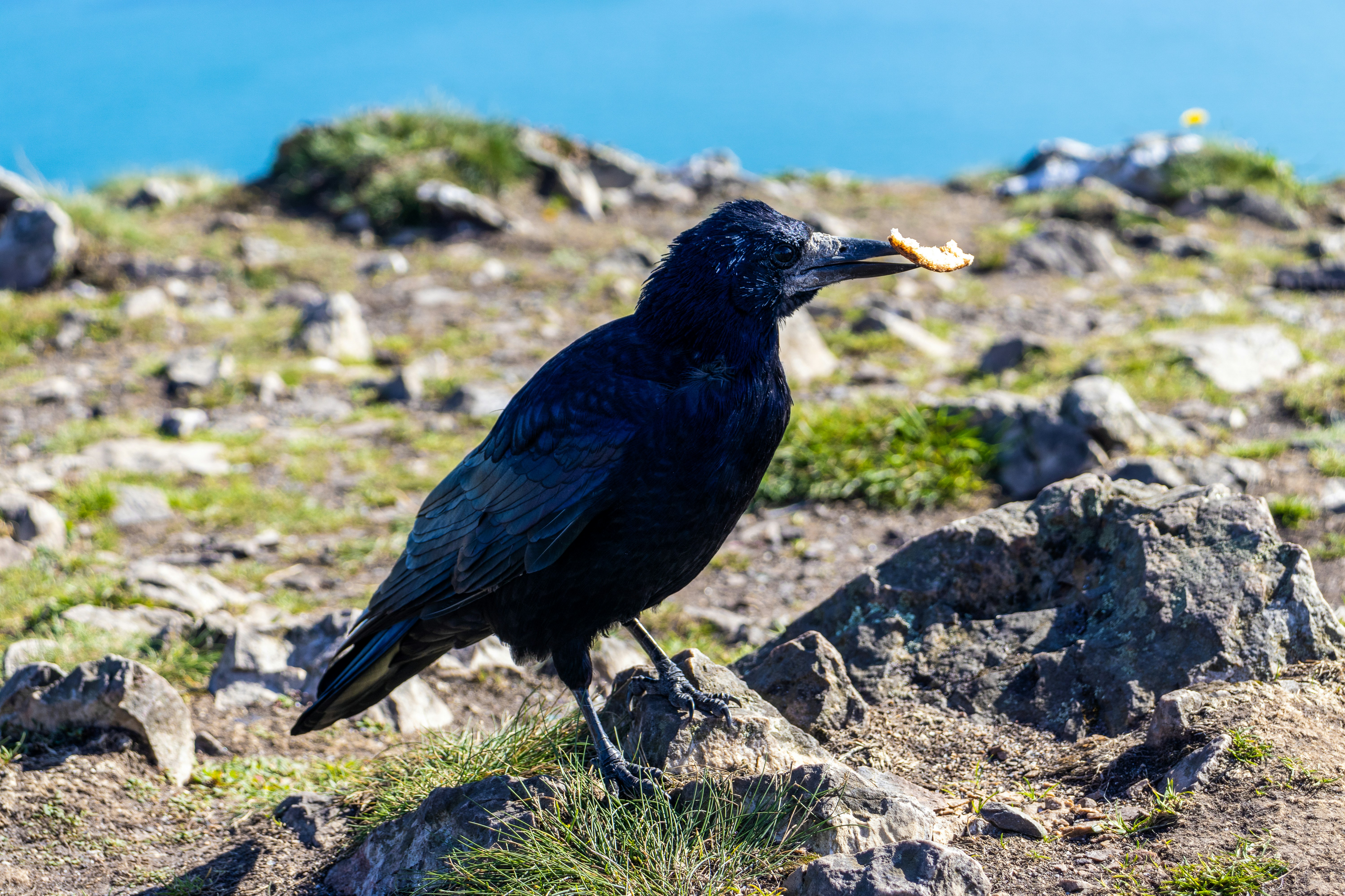 um pássaro de pé em uma rocha