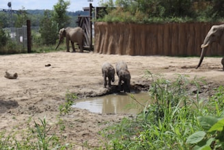 A group of elephants in a naturalistic habitat. Two elephants, possibly young, are seen near a small water hole, with one elephant approaching from the right and another in the background near a wooden barrier. The area is bordered by green foliage and there is a mixture of sandy and muddy ground.