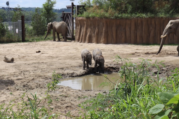 A group of elephants in a naturalistic habitat. Two elephants, possibly young, are seen near a small water hole, with one elephant approaching from the right and another in the background near a wooden barrier. The area is bordered by green foliage and there is a mixture of sandy and muddy ground.