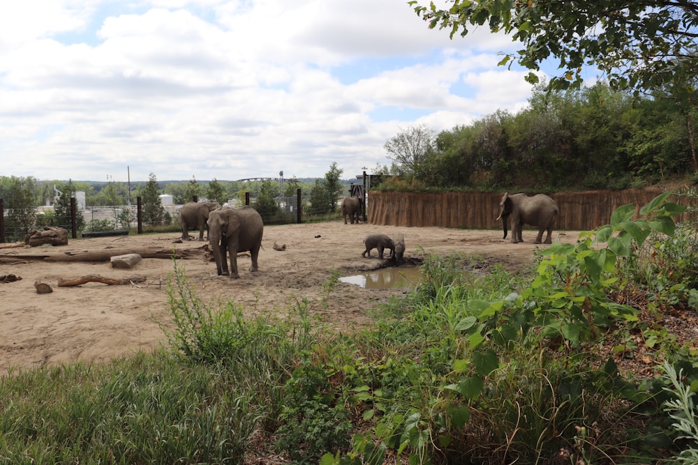 elephants in a zoo exhibit