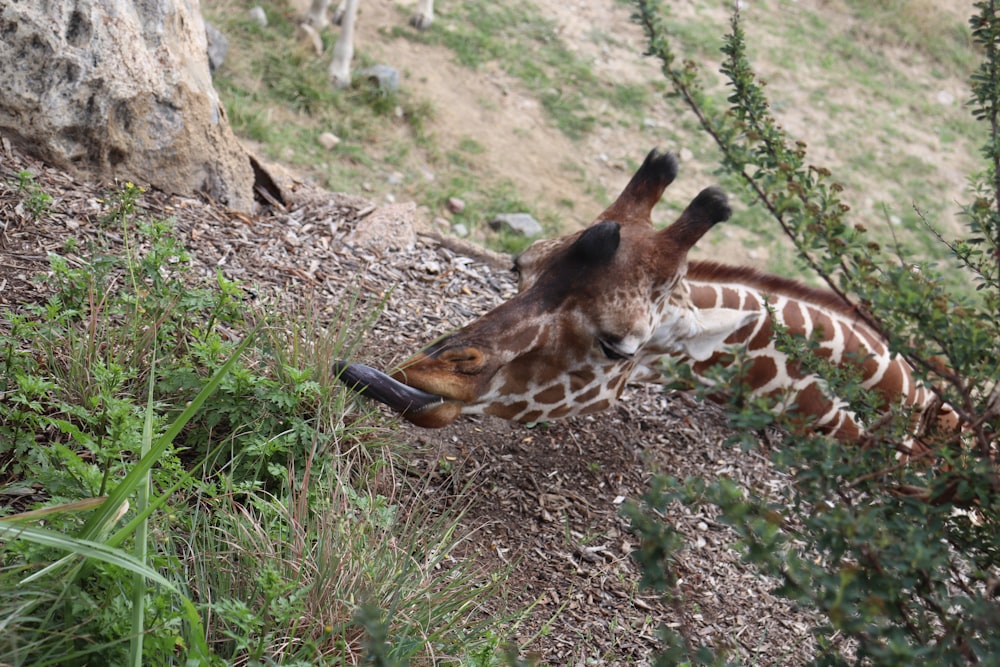 a giraffe licking a tree
