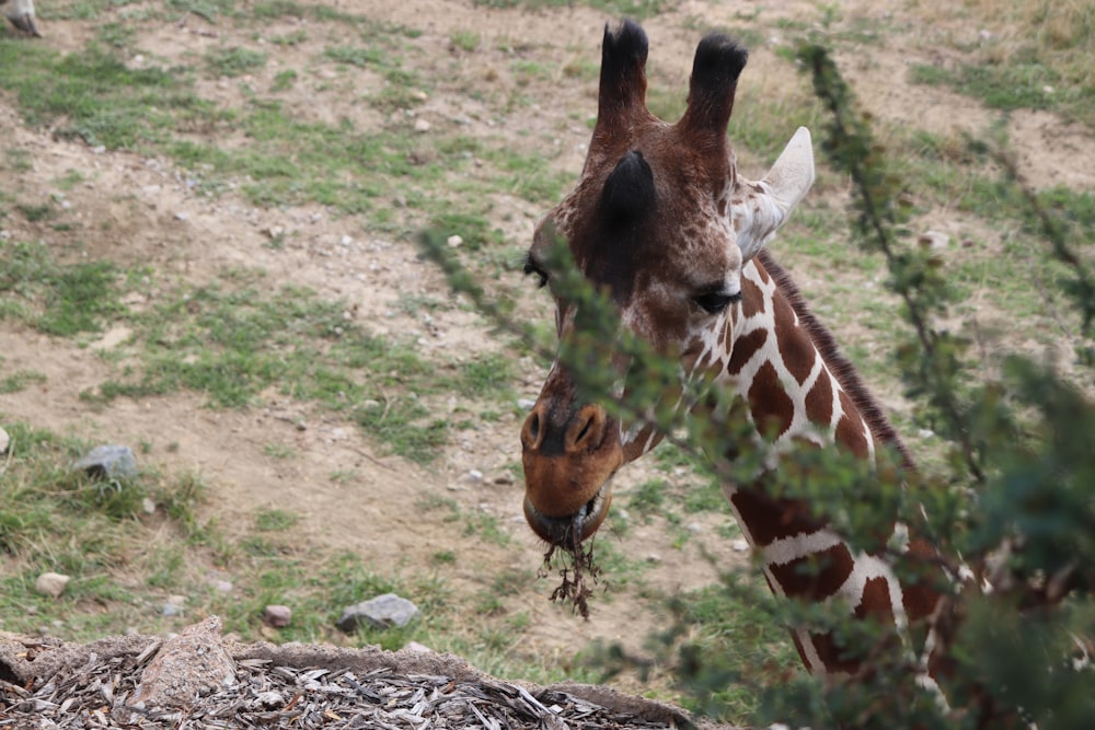 a giraffe eating leaves