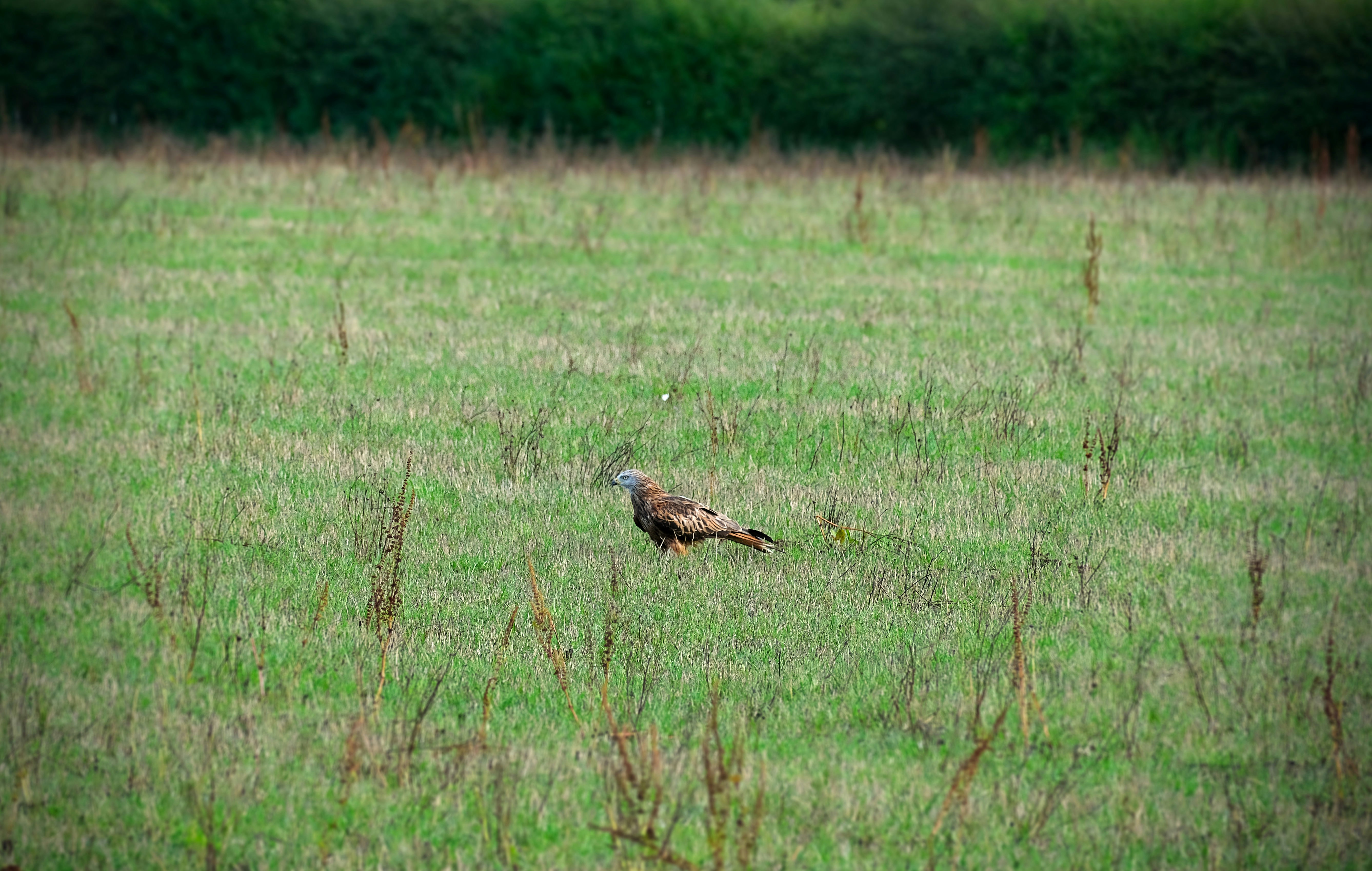 Photo by packetdiscards