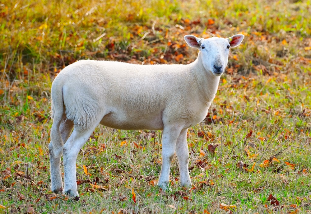 a white lamb standing in a field