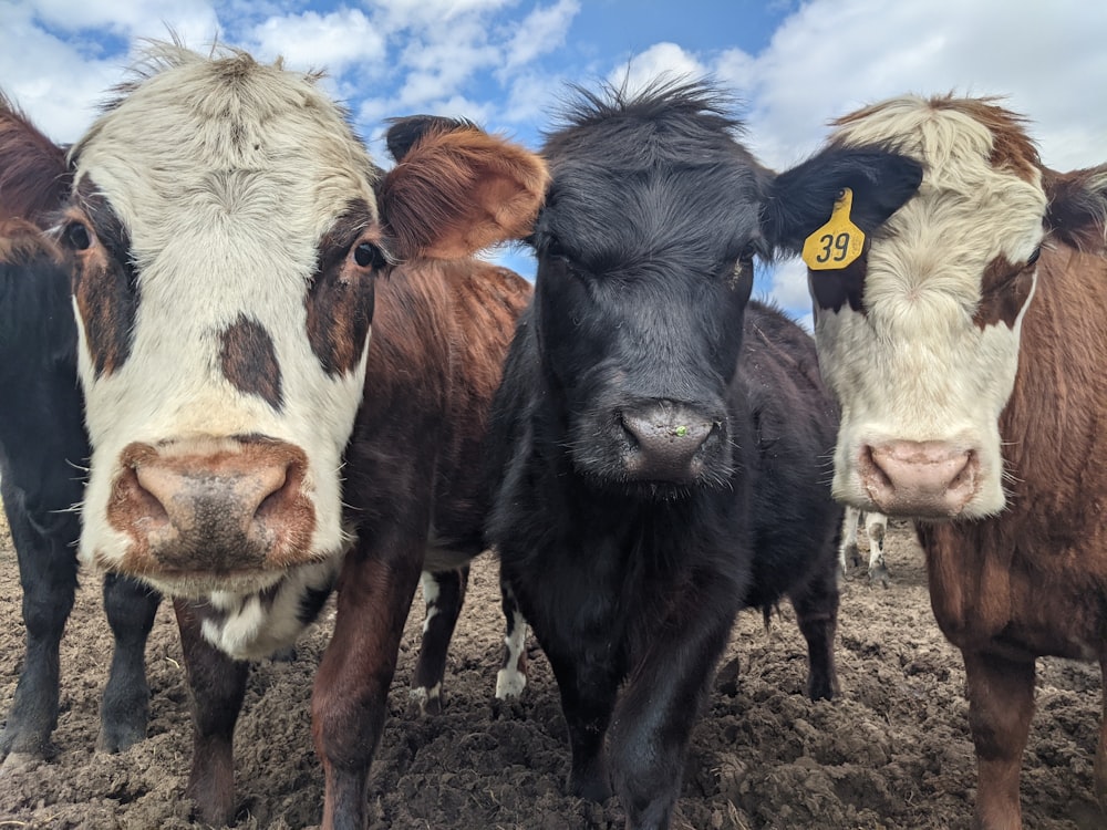 a group of cows with a yellow tag on their ear