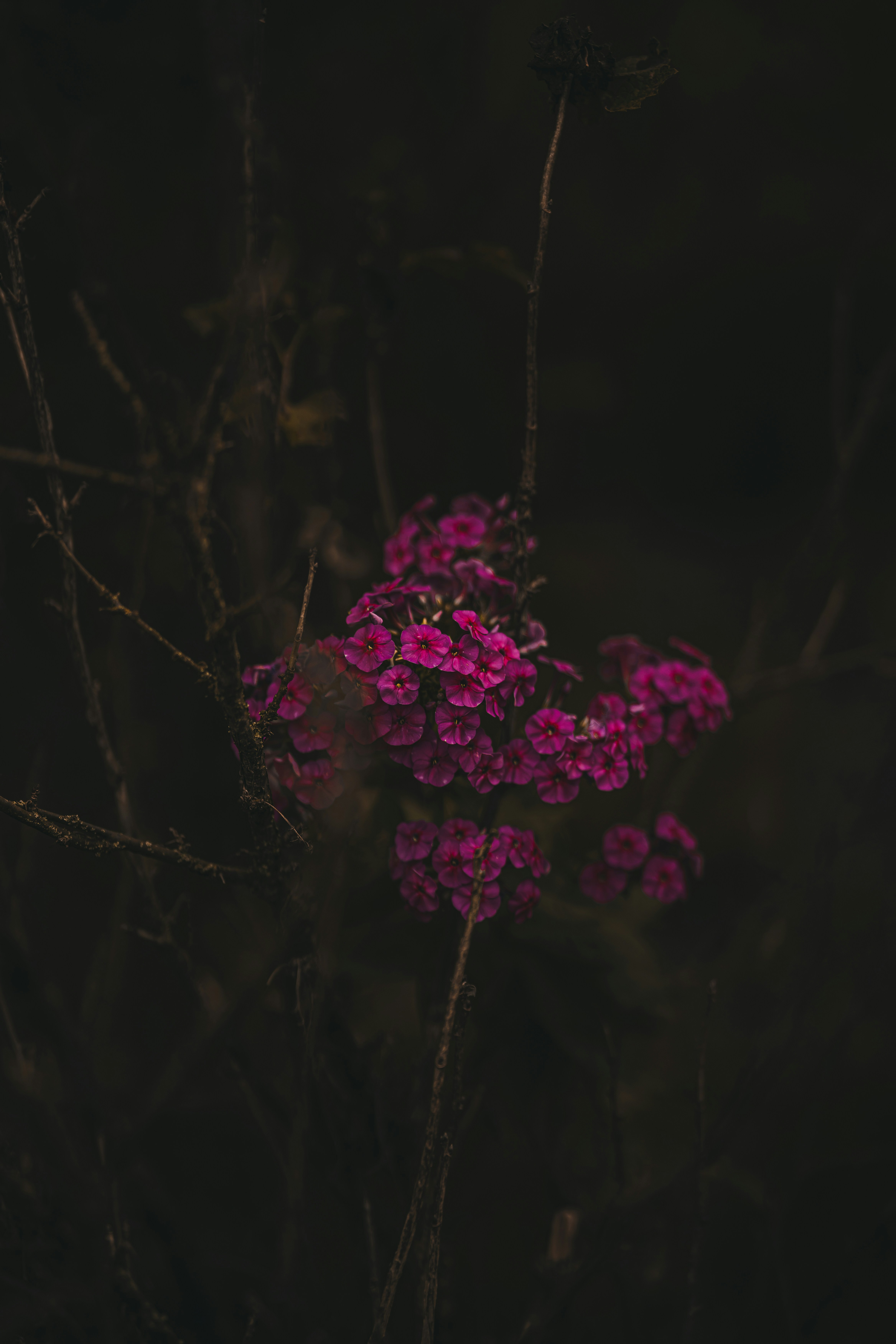 Photo by samoyedness
