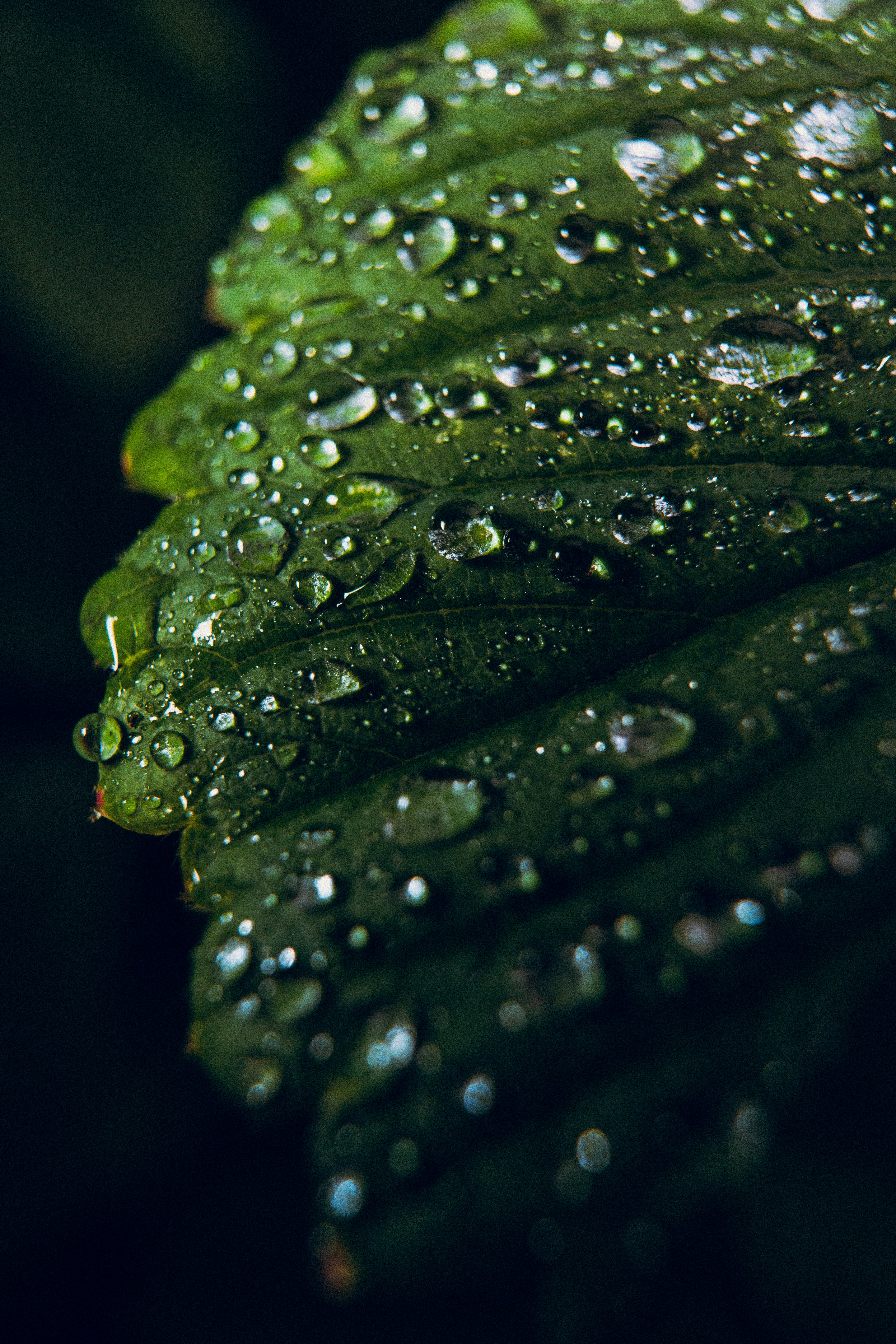 Photo by samoyedness