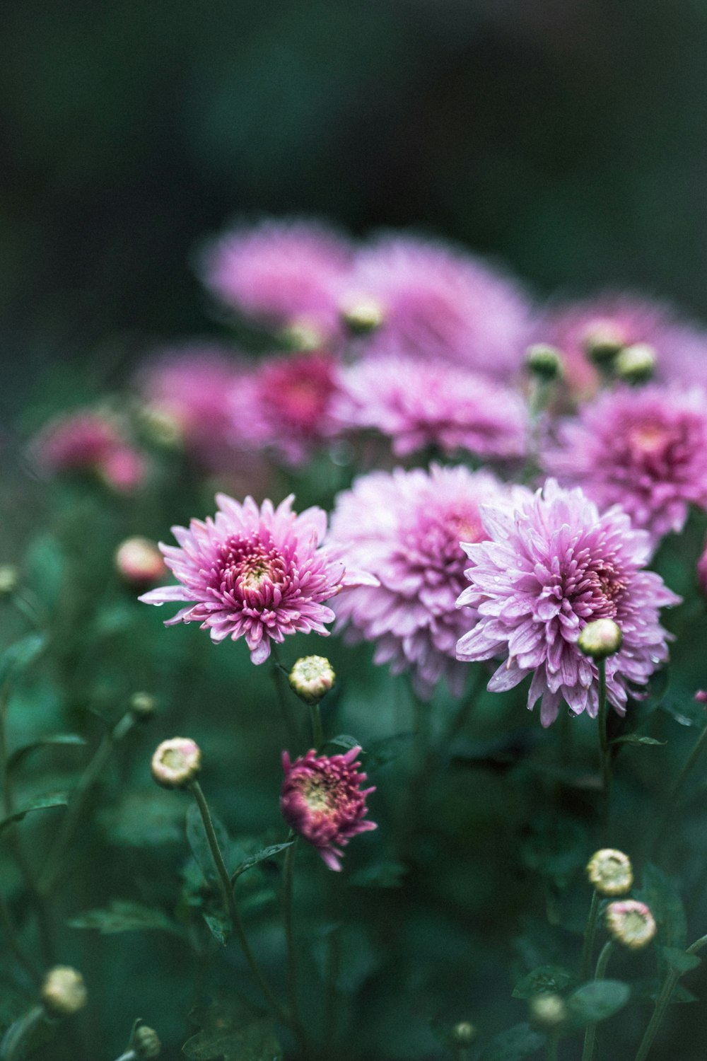 a group of flowers