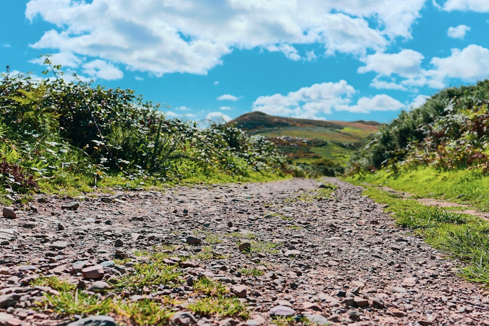 a rocky path in a forest