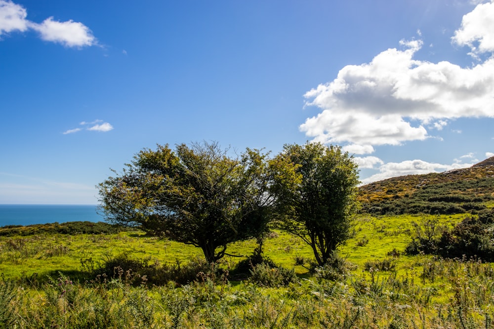 a grassy area with trees and water in the background