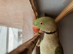 A warm, inviting corner with natural textures and a small parrot feather resting on a wooden table.