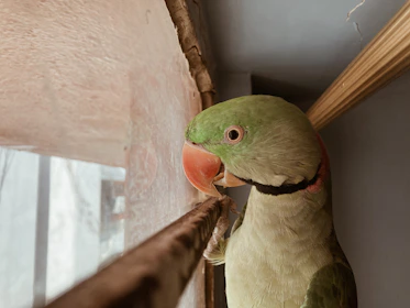 A warm, inviting corner with natural textures and a small parrot feather resting on a wooden table.