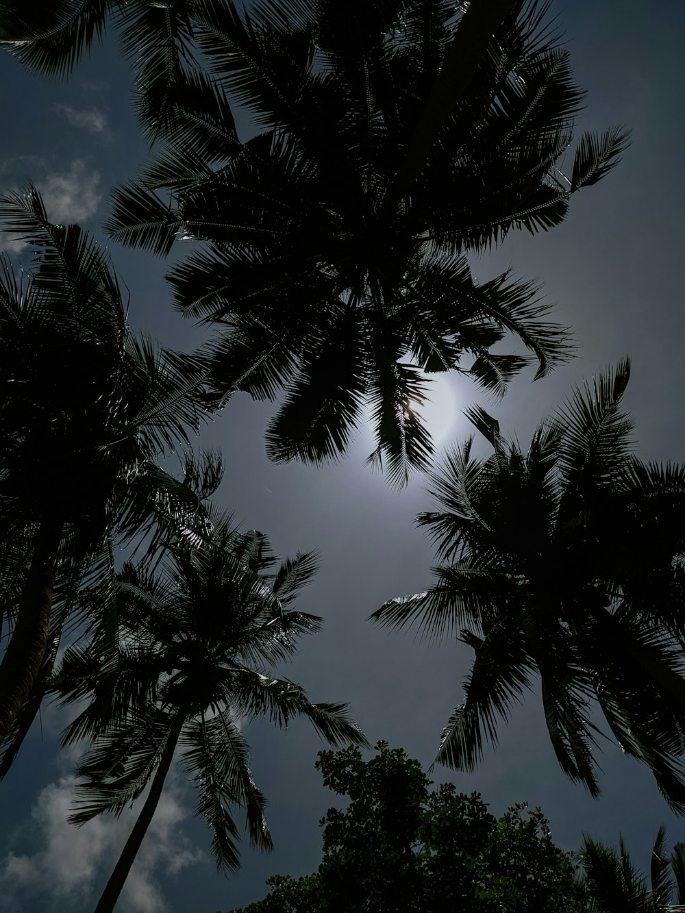 a group of palm trees