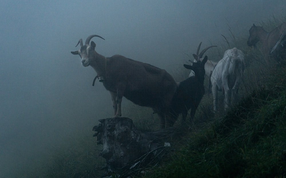 a group of animals in a foggy field