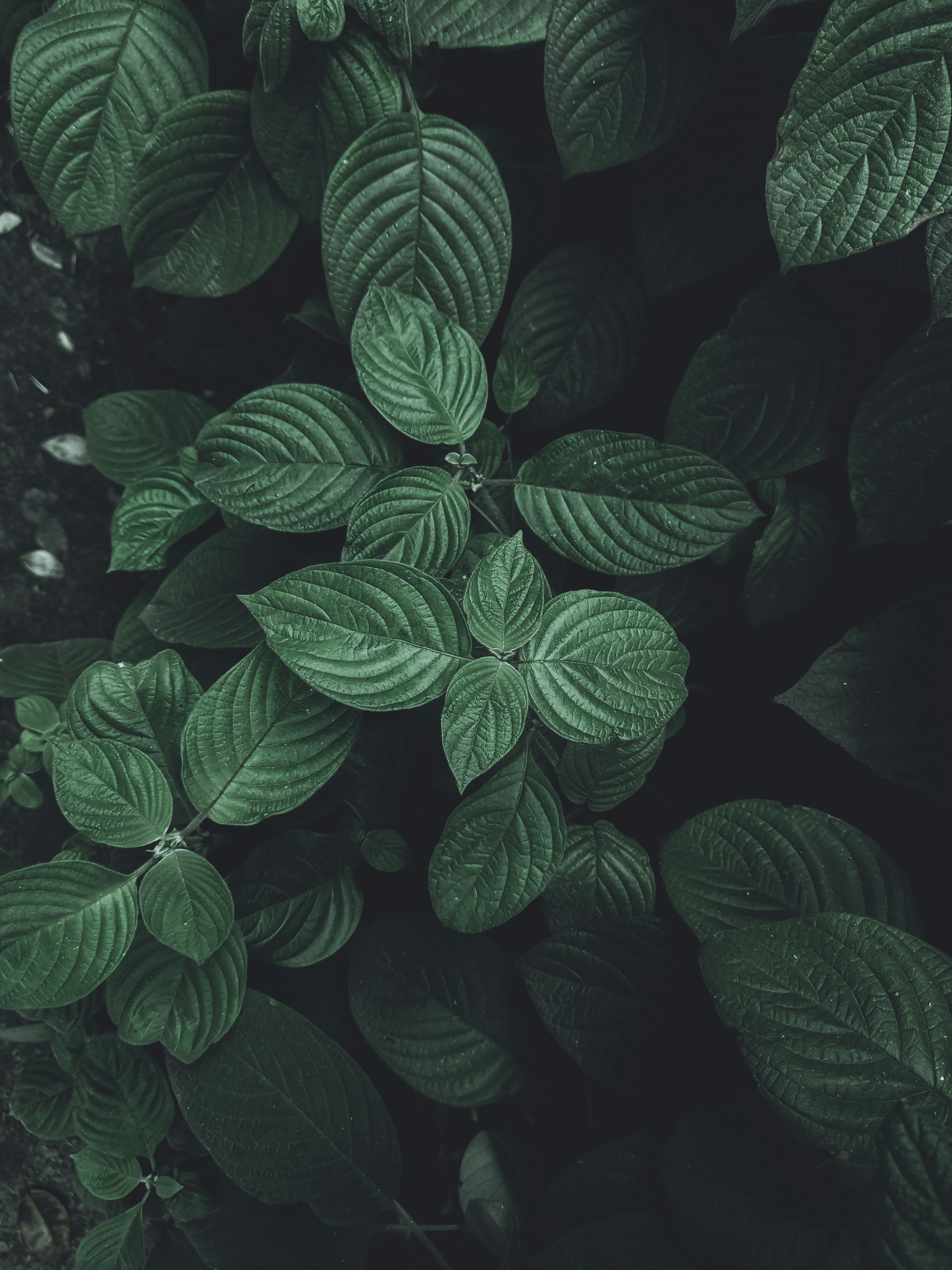 shoes | 10 best free shoe, black, background and wallpaper photos on