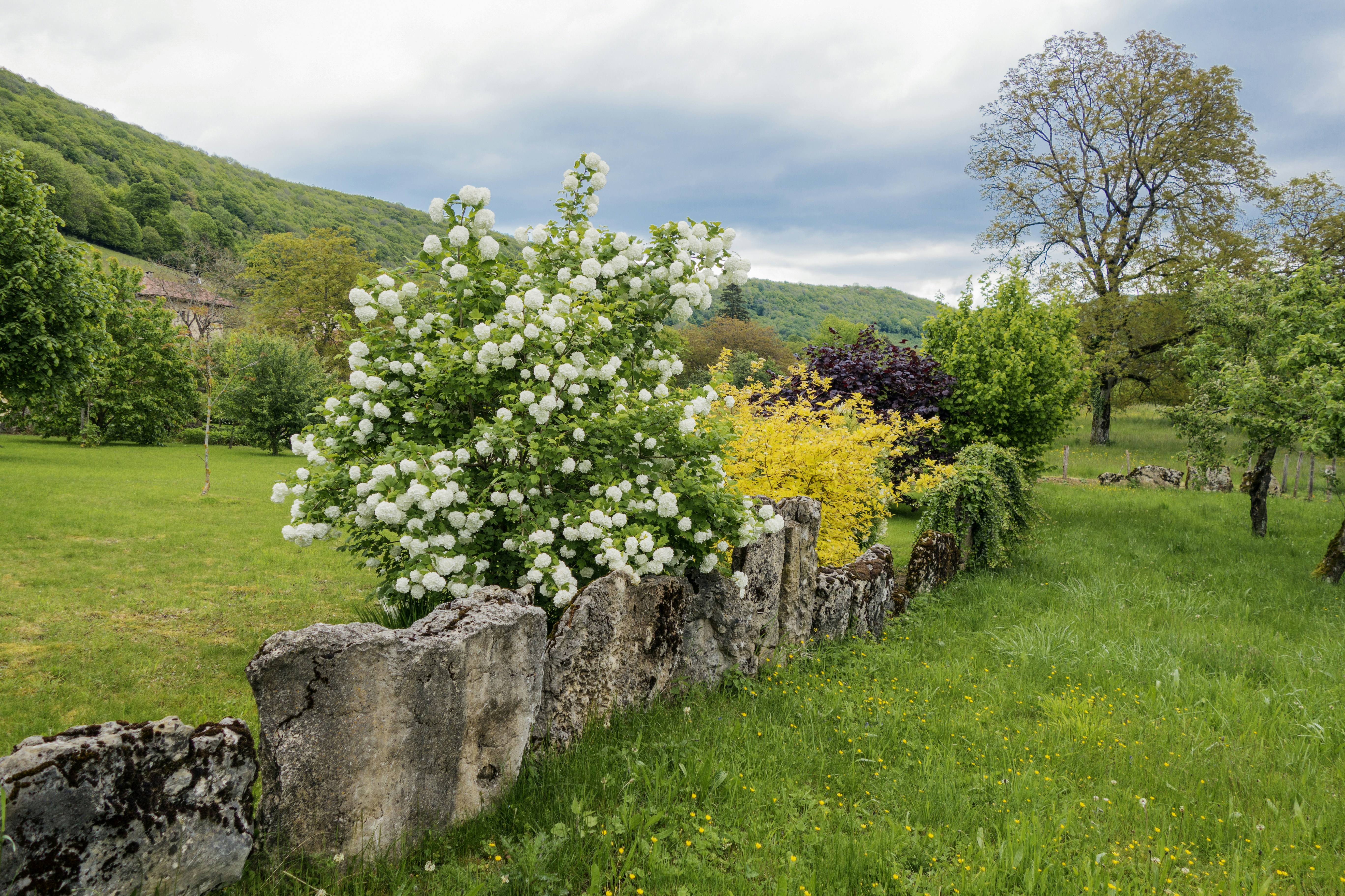 a tree with white flowers