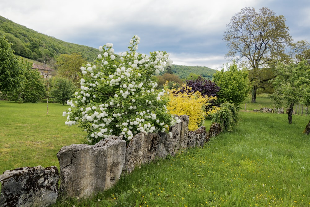 a tree with white flowers