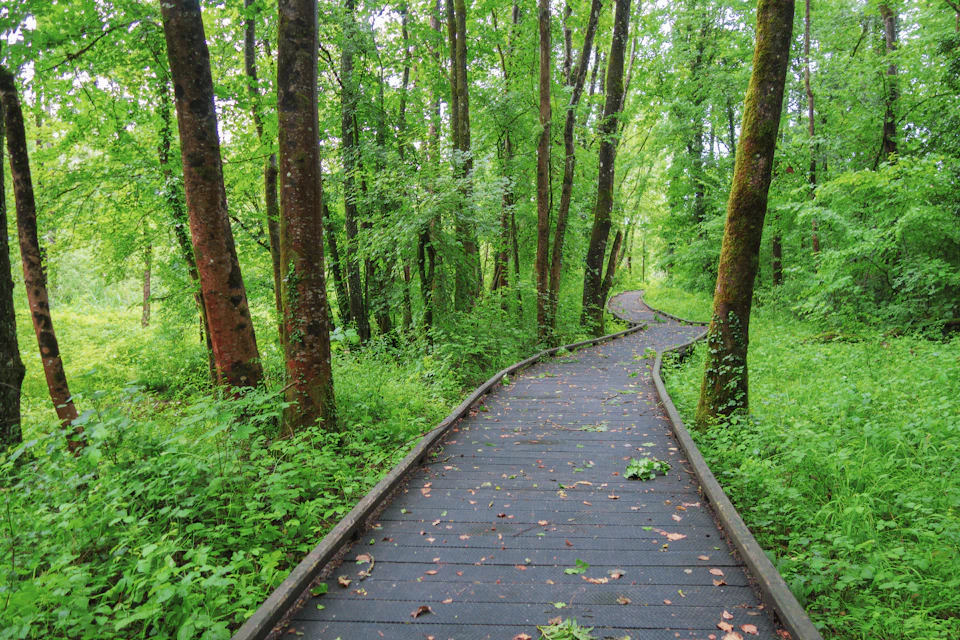 The image depicts a serene forest trail winding through lush greenery. The path is made of dark wood and leads towards the right side of the frame, disappearing into the distance. On either side of the trail are tall trees with vibrant green leaves, creating a canopy that filters the sunlight filtering through the foliage above. The ground beneath the trees is covered in fallen leaves, adding to the overall sense of tranquility and natural beauty of the scene.