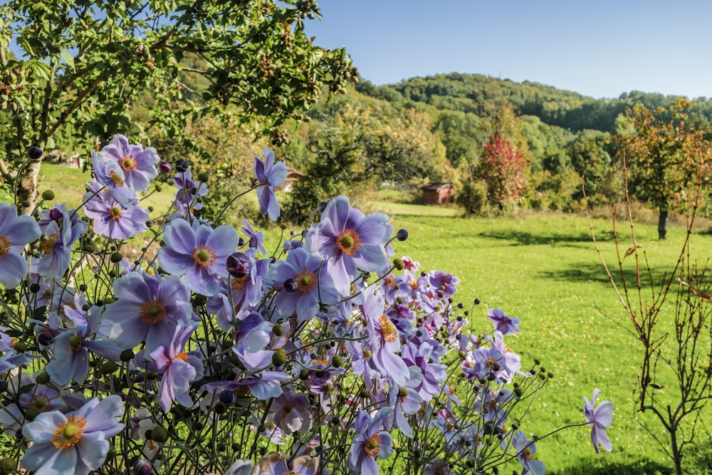 a field of flowers