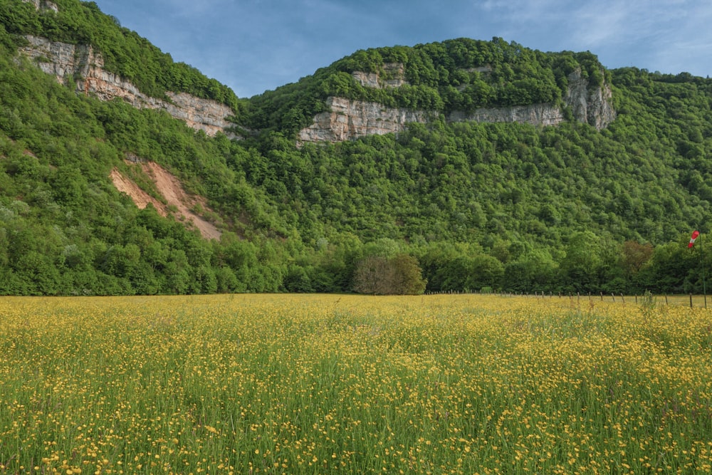 a grassy field with a rocky mountain in the background