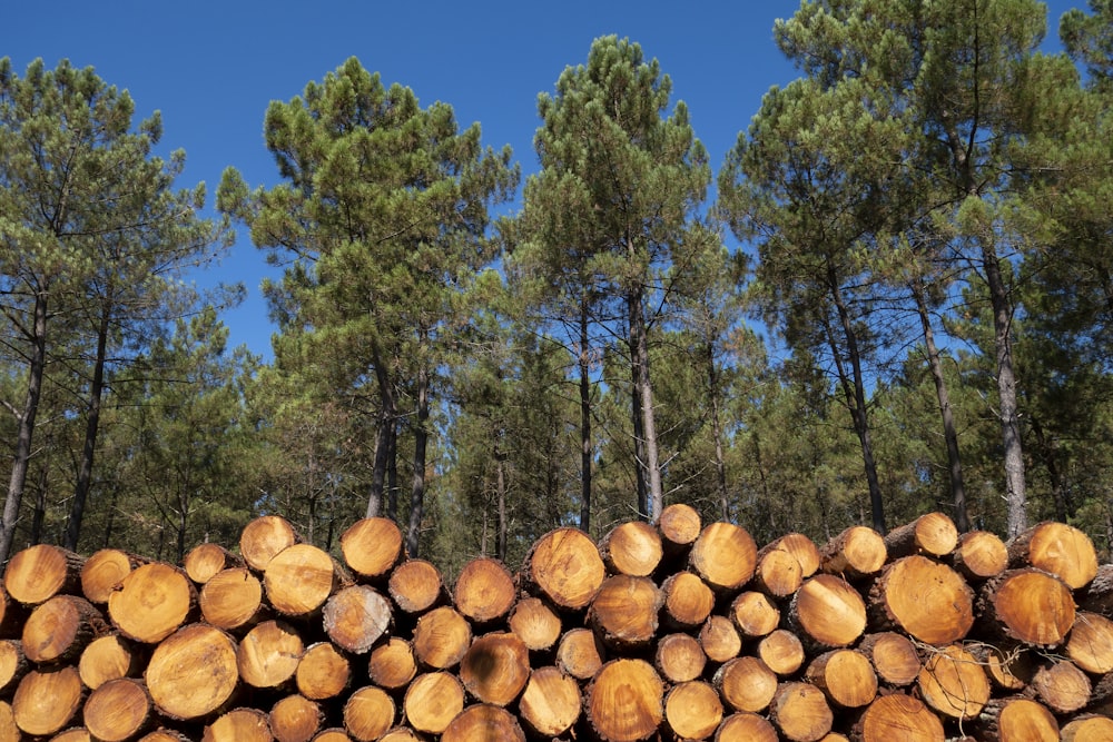 a pile of cut logs