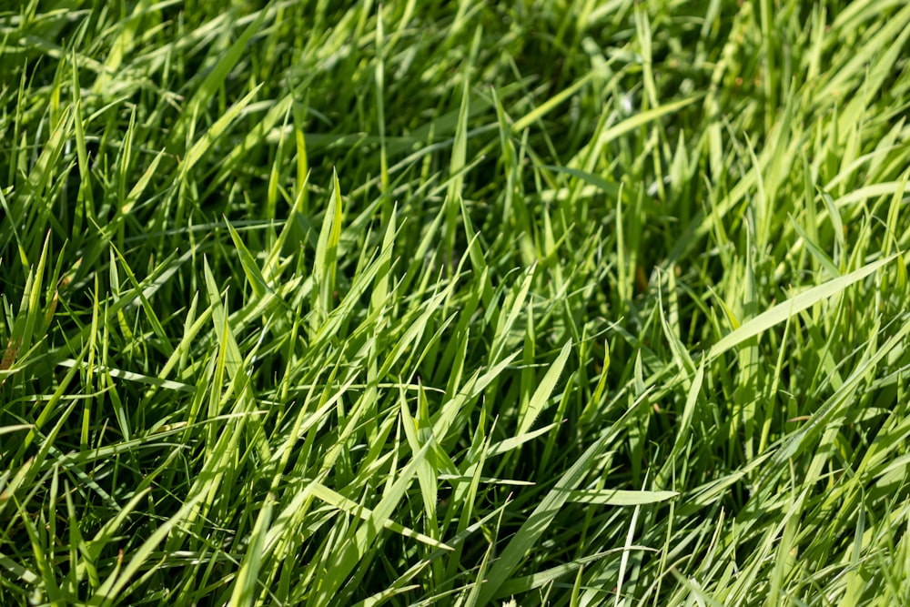 close-up of grass in a field