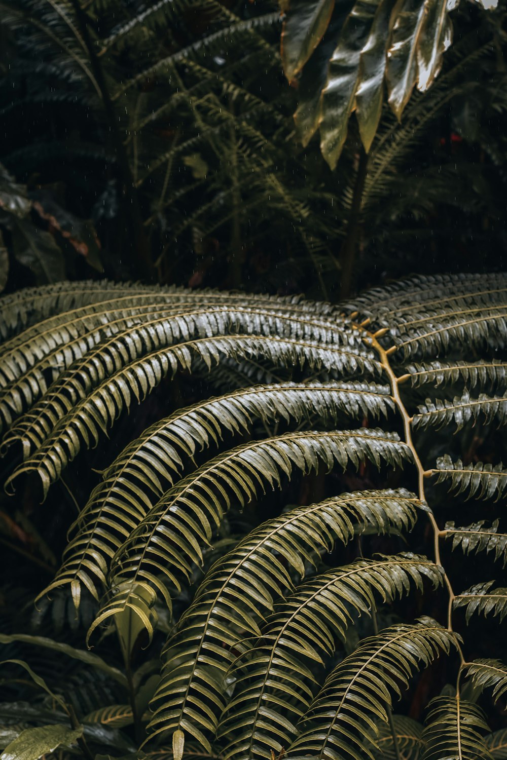 a large green plant