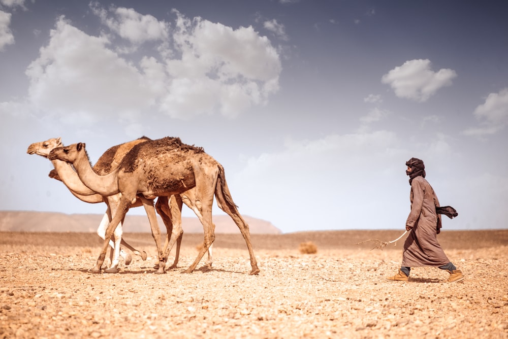 a person walking a camel