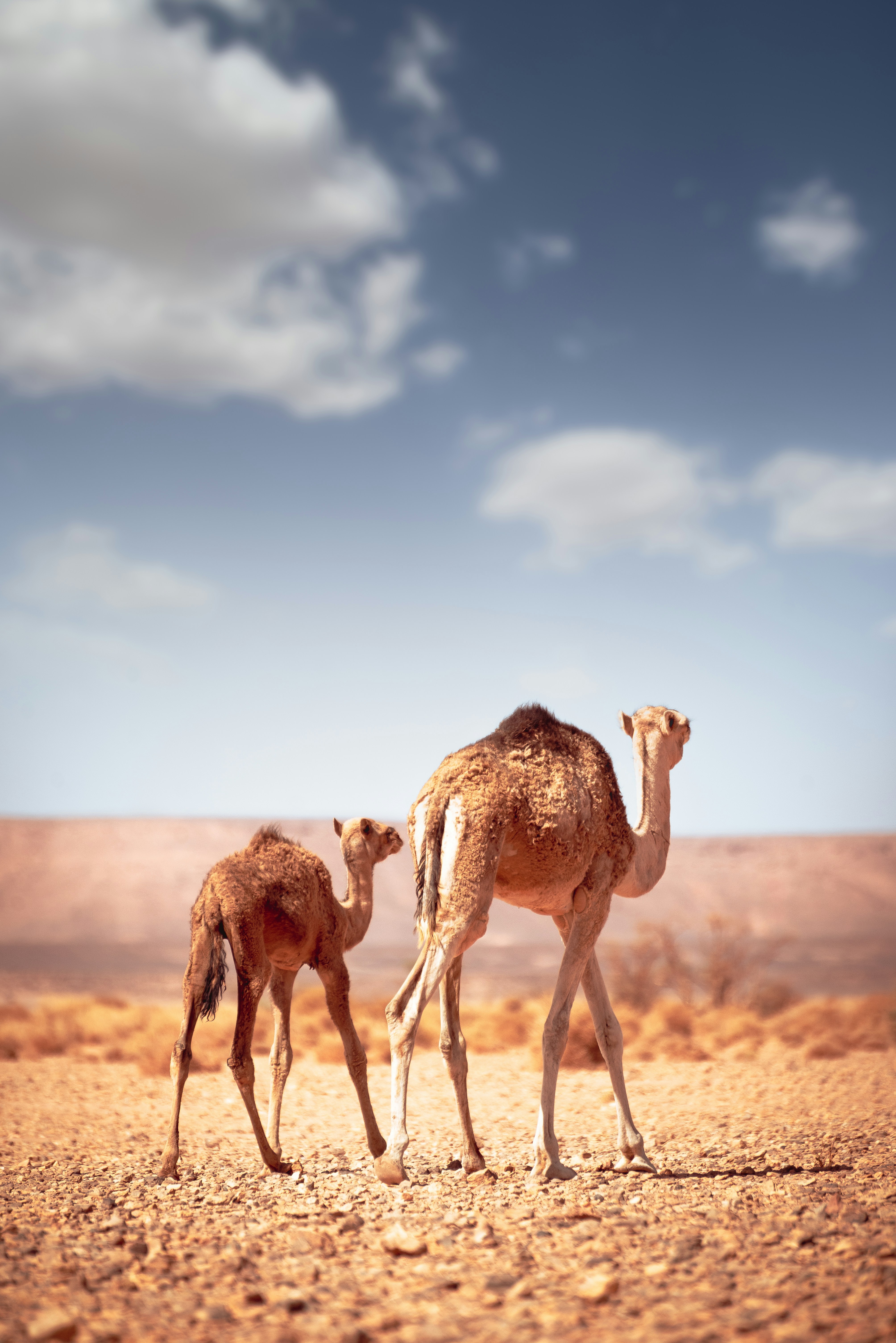 camel mother and her new born calf walking in the sahara desert