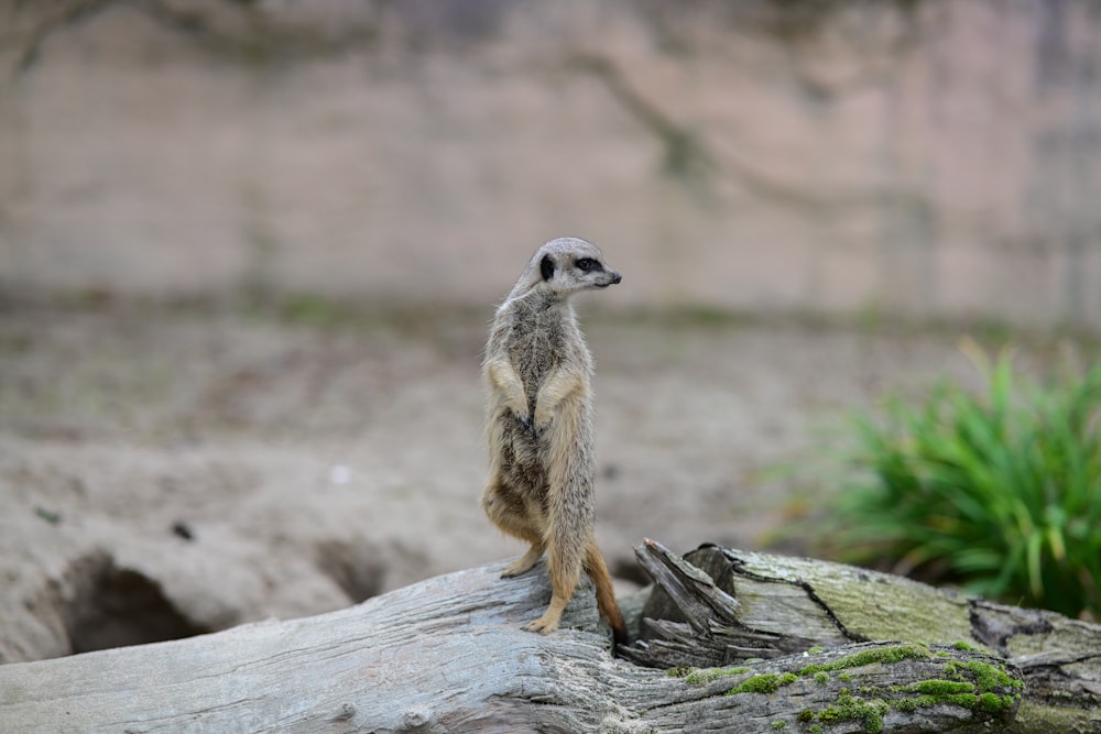a small animal standing on a log